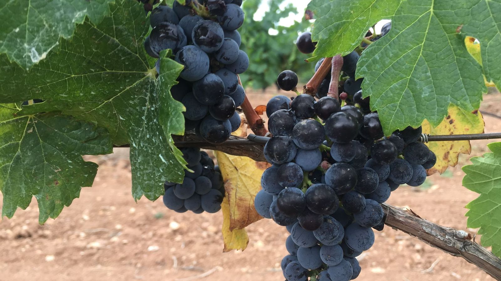 Viñedo de uva Monastrell en Alicante